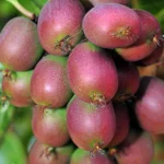 Kiwi arguta Ananasnaya (femelă) - Actinidia arguta