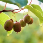 Kiwi arguta Ananasnaya (femelă) - Actinidia arguta - imagine 4