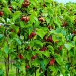 Kiwi arguta Ananasnaya (femelă) - Actinidia arguta - imagine 3