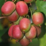 Kiwi arguta Ananasnaya (femelă) - Actinidia arguta - imagine 2