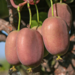 Actinidia arguta 'Bingo' (Femelă) - Kiwi de Siberie - imagine 4