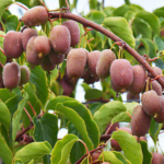 Actinidia arguta 'Bingo' (Femelă) - Kiwi de Siberie - imagine 3