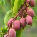 Actinidia arguta 'Bingo' (Femelă) - Kiwi de Siberie - imagine 2