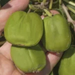 Kiwi arguta Chang Bai Giant (femelă) - Plantă în ghiveci de 2 L - imagine 2