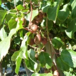 Actinidia arguta 'Domino' (femelă) - Kiwi de Siberia