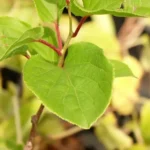 Actinidia arguta 'Domino' (femelă) - Kiwi de Siberia - imagine 2