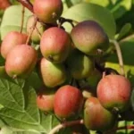 Kiwi arguta Geneva (femelă) - Plantă cățărătoare