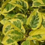 Actinidia arguta 'Hokey Pokey' - Kiwi Rezistent în Ghiveci de 2 L - imagine 2