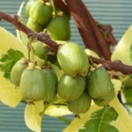 Actinidia arguta 'Hokey Pokey' - Kiwi Rezistent în Ghiveci de 2 L