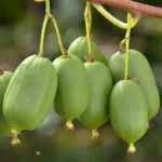 Actinidia arguta 'Issai' - Liană Fructiferă Autopolenizantă