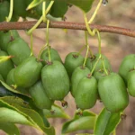 Actinidia arguta 'Issai' - Liană Fructiferă Autopolenizantă - imagine 2