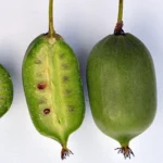 Actinidia arguta 'Issai' - Liană Fructiferă Autopolenizantă - imagine 3
