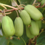Kiwi arguta Jumbo (femelă) - Actinidia arguta - imagine 2
