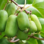 Kiwi arguta Jumbo (femelă) - Actinidia arguta