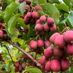 Kiwi arguta Ken's Red (femelă) - Actinidia arguta - imagine 5