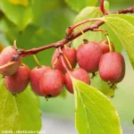 Kiwi arguta Ken's Red (femelă) - Actinidia arguta - imagine 3