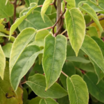 Kiwi arguta Ken's Red (femelă) - Actinidia arguta - imagine 4