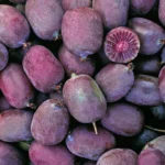 Kiwi arguta Ken's Red (femelă) - Actinidia arguta