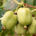 Kiwi arguta Kokuwa - Plantă Autofertilă în Ghiveci de 2 L