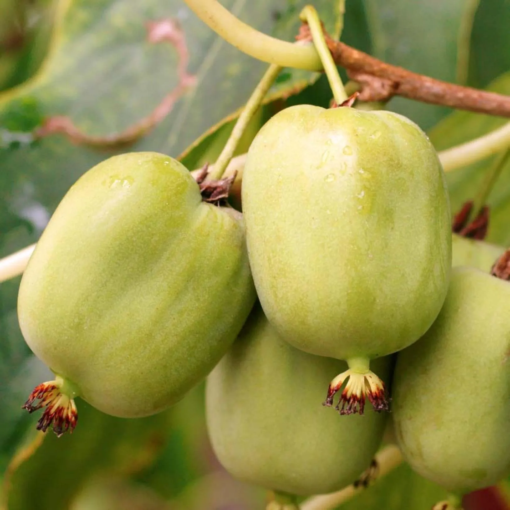 Kiwi-arguta-Kokuwa-1.webp Kiwi arguta Kokuwa - Plantă Autofertilă în Ghiveci de 2 L - imagine 1