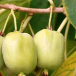 Kiwi arguta Kokuwa - Plantă Autofertilă în Ghiveci de 2 L - imagine 2