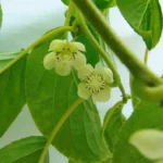 Kiwi arguta Kokuwa - Plantă Autofertilă în Ghiveci de 2 L - imagine 4