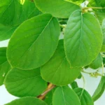 Kiwi arguta Kokuwa - Plantă Autofertilă în Ghiveci de 2 L - imagine 3