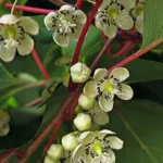 Kiwi arguta 'Purpurna Sadowa' (femelă) – Varietate feminină ucraineană de Mini Kiwi - imagine 2