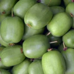 Kiwi arguta Rogów (femelă) - Plantă de kiwi miniatură
