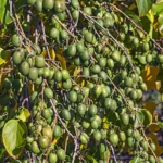 Kiwi arguta Rogów (femelă) - Plantă de kiwi miniatură - imagine 2