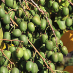 Kiwi arguta Rogów (femelă) - Plantă de kiwi miniatură - imagine 3