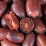 Kiwi arguta Scarlet September Kiwi® (femelă) – Actinidia arguta