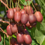 Kiwi arguta Scarlet September Kiwi® (femelă) – Actinidia arguta - imagine 3