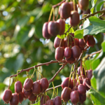 Kiwi arguta Scarlet September Kiwi® (femelă) – Actinidia arguta - imagine 5