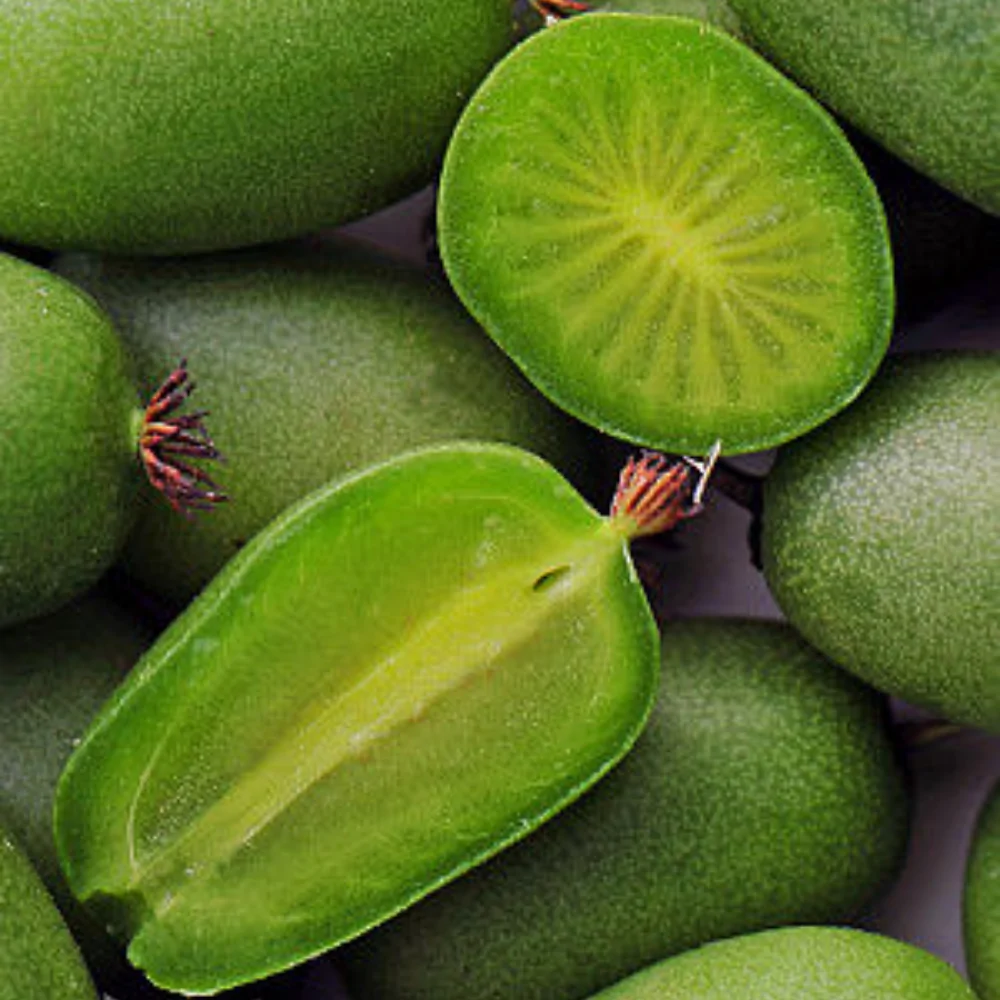 Kiwi-arguta-VITIKIWI-1.webp Kiwi arguta VITIKIWI® - Actinidia arguta (Kiwi de Siberia) - Plantă Autofertilă în Ghiveci de 2L - imagine 1