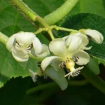 Kiwi arguta VITIKIWI® - Actinidia arguta (Kiwi de Siberia) - Plantă Autofertilă în Ghiveci de 2L - imagine 4