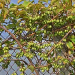 Kiwi arguta VITIKIWI® - Actinidia arguta (Kiwi de Siberia) - Plantă Autofertilă în Ghiveci de 2L - imagine 3