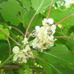 Kiwi arguta Weiki (mascul) - Actinidia arguta