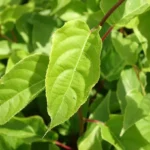 Kiwi arguta Weiki (mascul) - Actinidia arguta - imagine 2